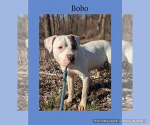 American Pit Bull Terrier-Unknown Mix Dogs for adoption in Kewanee, IL, USA