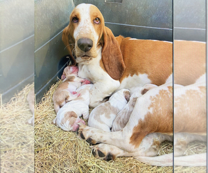 Mother of the Basset Hound puppies born on 04/17/2022