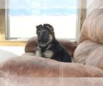 Small Photo #3 German Shepherd Dog Puppy For Sale in WESTCLIFFE, CO, USA