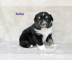 Medium Miniature Australian Shepherd