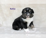 Puppy Rufus Miniature Australian Shepherd