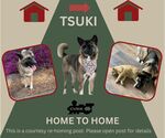 Small Akita Mix