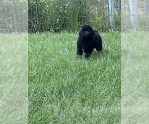 Medium Poodle (Standard)