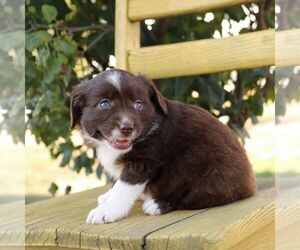 Aussie-Poo Puppy for sale in ARTHUR, IL, USA