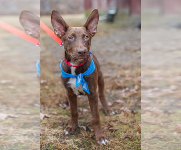 Medium Photo #8 Labrador Retriever-Unknown Mix Puppy For Sale in Oak Bluffs, MA, USA