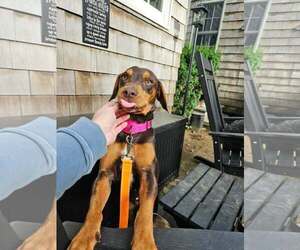 COCOA - Female Dachshund-Unknown Mix Dog for Adoption - Photo #3
