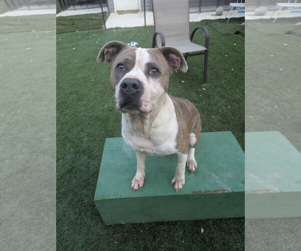 Medium Photo #1 American Staffordshire Terrier-Unknown Mix Puppy For Sale in Calhoun, GA, USA