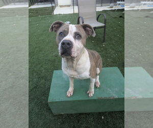 American Staffordshire Terrier-Unknown Mix Dogs for adoption in Calhoun, GA, USA