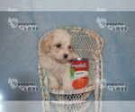 Small Photo #6 Poochon Puppy For Sale in SANGER, TX, USA