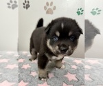Small Photo #25 Pomsky-Shiba Inu Mix Puppy For Sale in NASHUA, NH, USA