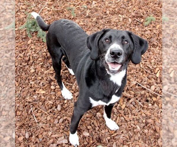 Medium Photo #4 Plott Hound-Unknown Mix Puppy For Sale in Sequim, WA, USA