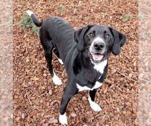 Franco - Male Plott Hound-Unknown Mix Dog for Adoption - Photo #4