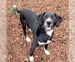 Small Photo #4 Plott Hound-Unknown Mix Puppy For Sale in Sequim, WA, USA