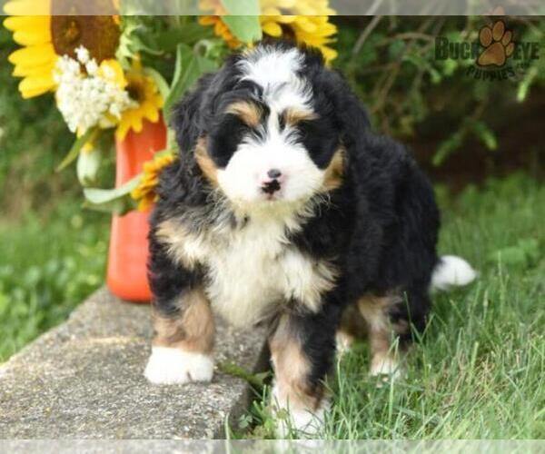 Medium Photo #11 Miniature Bernedoodle Puppy For Sale in MILLERSBURG, OH, USA
