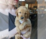 Small Photo #4 Golden Retriever Puppy For Sale in LA PINE, OR, USA