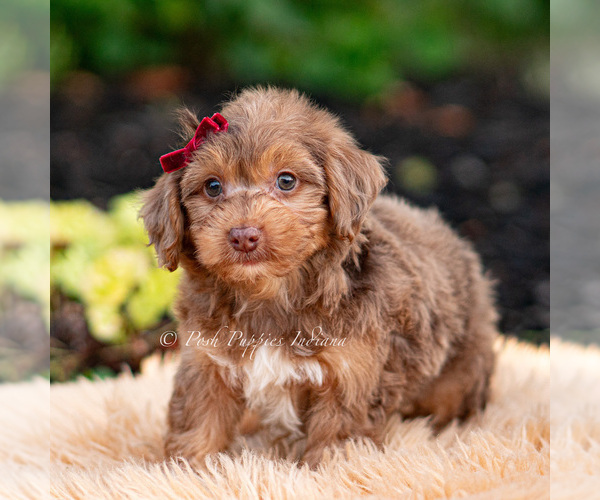 Medium Photo #4 Yorkipoo Puppy For Sale in WARSAW, IN, USA