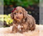 Small #3 Yorkipoo