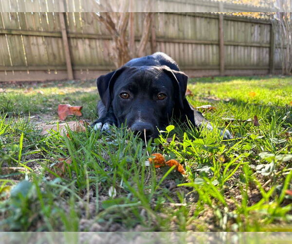 Medium Photo #1 Labrador Retriever-Unknown Mix Puppy For Sale in Holly Springs, NC, USA