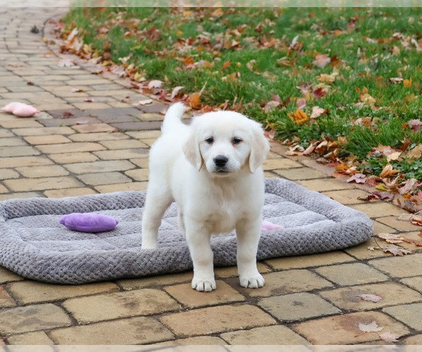 Medium Photo #3 English Cream Golden Retriever Puppy For Sale in SYRACUSE, IN, USA