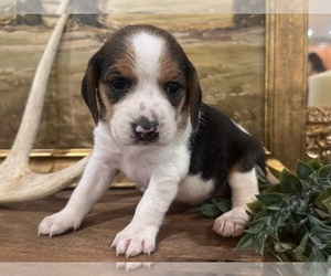 Beagle Puppy for sale in FORDLAND, MO, USA
