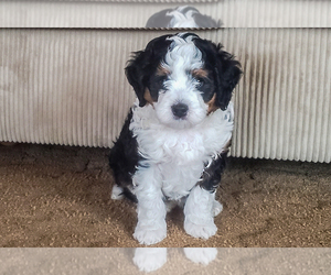 Bernedoodle (Miniature) Puppy for Sale in ROY, Utah USA