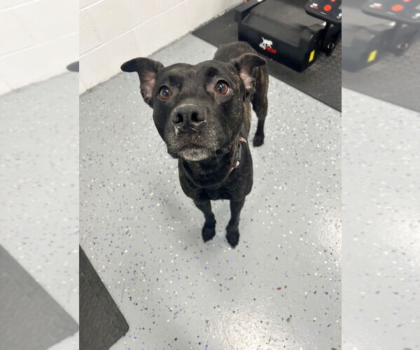 Medium Photo #2 American Staffordshire Terrier Puppy For Sale in Pierceton , IN, USA