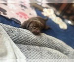 Puppy 2 Pug