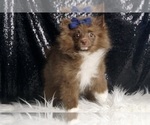 Small #3 Pomeranian