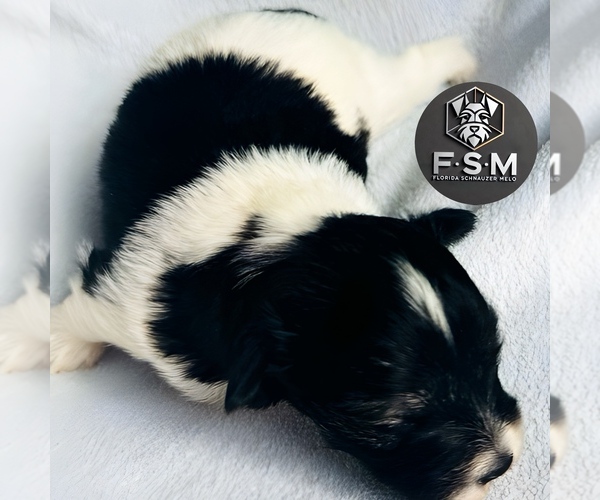 Medium Photo #3 Schnauzer (Miniature) Puppy For Sale in KISSIMMEE, FL, USA