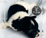 Small #2 Schnauzer (Miniature)