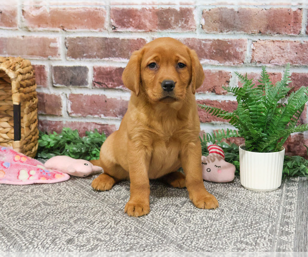 Medium Photo #2 Labrador Retriever Puppy For Sale in SYRACUSE, IN, USA