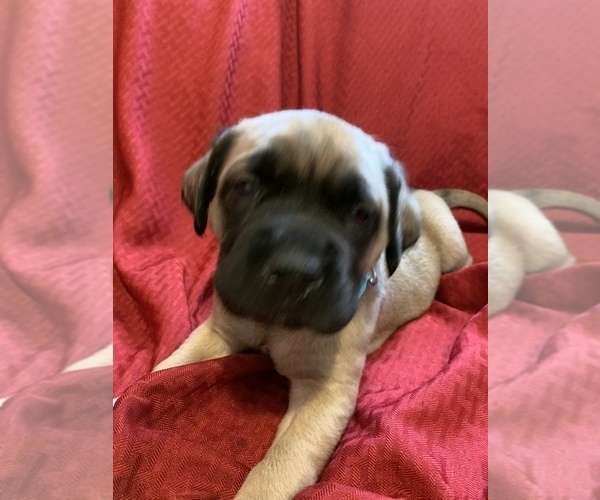 Medium Photo #10 Mastiff Puppy For Sale in FARMINGTON, WV, USA