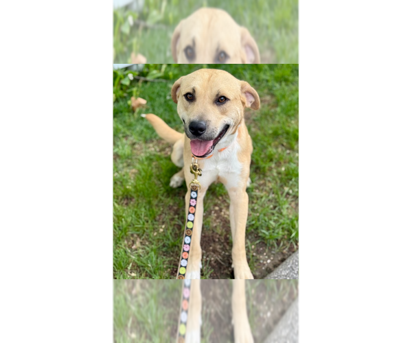 Medium Photo #14 Labrador Retriever-Unknown Mix Puppy For Sale in Brewster, NY, USA