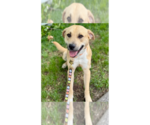 Small #13 Labrador Retriever Mix