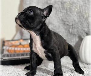 French Bulldog Puppy for sale in HOMESTEAD, FL, USA