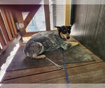 Small #1 Mutt