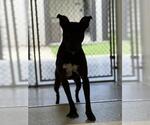 Small #1 Labrador Retriever Mix