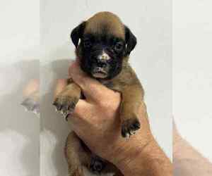 Boxer Puppy for sale in LAURENS, SC, USA