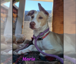 Marie - Female Shepradors Dog for Adoption - Small photo