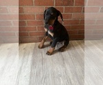 Small #4 Doberman Pinscher