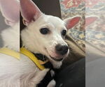 Small #6 Chihuahua Mix