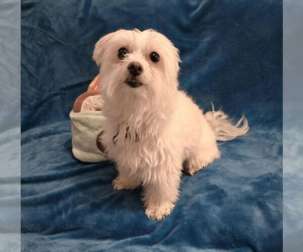 Medium Photo #4 Maltese Puppy For Sale in Plantation, FL, USA