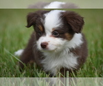 Small #1 Miniature Australian Shepherd