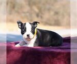 Small Photo #5 Boston Terrier Puppy For Sale in PORT ROYAL, PA, USA
