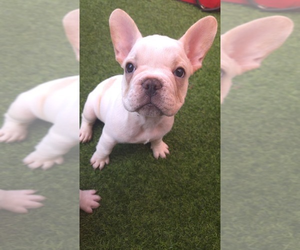 Medium Photo #7 French Bulldog Puppy For Sale in SARASOTA, FL, USA
