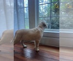 River - Male Labrador Retriever Puppy for Sale - Photo #15