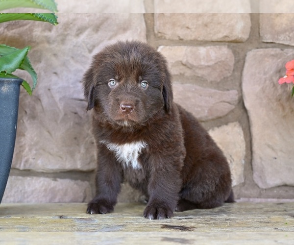 Medium Photo #3 Newfoundland Puppy For Sale in MILLERSBURG, OH, USA