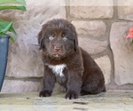 Small #2 Newfoundland