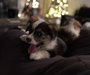 Pembroke Welsh Corgi Litter for sale in DURANGO, CO, USA