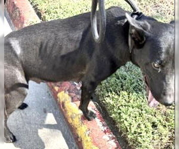 Medium Photo #2 Labrador Retriever Puppy For Sale in Houston, TX, USA